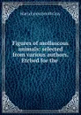 Figures of molluscous animals: selected from various authors. Etched for the . - Maria Emma Smith Gray