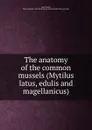 The anatomy of the common mussels (Mytilus latus, edulis and magellanicus) - Alex Purdie