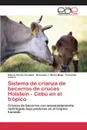 Sistema de crianza de becerros de cruces Holstein - Cebu en el tropico - Ocaña Zavaleta Eliazar, MARIN MEJIA BERNARDO J., Livas C. Fernando