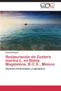 Restauracion de Zostera Marina L. En Bahia Magdalena, B.C.S., Mexico - Rodriguez Paola