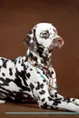 Dalmatian Affirmations Workbook Dalmatian Presents. Positive and Loving Affirmations Workbook. Includes: Mentoring Questions, Guidance, Supporting You. - Live Positivity