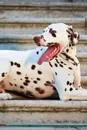 Dalmatian Affirmations Workbook Dalmatian Presents. Positive and Loving Affirmations Workbook. Includes: Mentoring Questions, Guidance, Supporting You. - Live Positivity