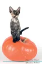 Devon Rex Affirmations Workbook Devon Rex Presents. Positive and Loving Affirmations Workbook. Includes: Mentoring Questions, Guidance, Supporting You. - Live Positivity