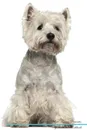 West Highland White Terrier Affirmations Workbook West Highland White Terrier Presents. Positive and Loving Affirmations Workbook. Includes: Mentoring Questions, Guidance, Supporting You. - Live Positivity