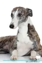 Whippet Affirmations Workbook Whippet Presents. Positive and Loving Affirmations Workbook. Includes: Mentoring Questions, Guidance, Supporting You. - Live Positivity