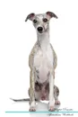 Whippet Affirmations Workbook Whippet Presents. Positive and Loving Affirmations Workbook. Includes: Mentoring Questions, Guidance, Supporting You. - Live Positivity