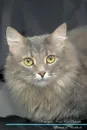 Norwegian Forest Cat Affirmations Workbook Norwegian Forest Cat Presents. Positive and Loving Affirmations Workbook. Includes: Mentoring Questions, Guidance, Supporting You. - Live Positivity