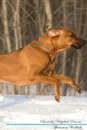Rhodesian Ridgeback Affirmations Workbook Rhodesian Ridgeback Presents. Positive and Loving Affirmations Workbook. Includes: Mentoring Questions, Guidance, Supporting You. - Live Positivity