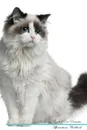 Ragdoll Cat Affirmations Workbook Ragdoll Cat Presents. Positive and Loving Affirmations Workbook. Includes: Mentoring Questions, Guidance, Supporting You. - Live Positivity