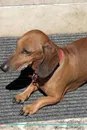 Dachshund Affirmations Workbook Dachshund Presents. Positive and Loving Affirmations Workbook. Includes: Mentoring Questions, Guidance, Supporting You. - Live Positivity