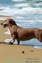 Dachshund Affirmations Workbook Dachshund Presents. Positive and Loving Affirmations Workbook. Includes: Mentoring Questions, Guidance, Supporting You. - Live Positivity