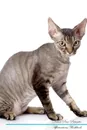 Devon Rex Affirmations Workbook Devon Rex Presents. Positive and Loving Affirmations Workbook. Includes: Mentoring Questions, Guidance, Supporting You. - Live Positivity