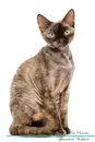 Devon Rex Affirmations Workbook Devon Rex Presents. Positive and Loving Affirmations Workbook. Includes: Mentoring Questions, Guidance, Supporting You. - Live Positivity