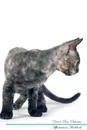 Devon Rex Affirmations Workbook Devon Rex Presents. Positive and Loving Affirmations Workbook. Includes: Mentoring Questions, Guidance, Supporting You. - Live Positivity