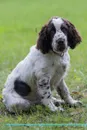 English Springer Spaniel Affirmations Workbook English Springer Spaniel Presents. Positive and Loving Affirmations Workbook. Includes: Mentoring Questions, Guidance, Supporting You. - Live Positivity