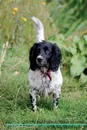 English Springer Spaniel Affirmations Workbook English Springer Spaniel Presents. Positive and Loving Affirmations Workbook. Includes: Mentoring Questions, Guidance, Supporting You. - Live Positivity
