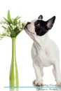French Bulldog Affirmations Workbook French Bulldog Presents. Positive and Loving Affirmations Workbook. Includes: Mentoring Questions, Guidance, Supporting You. - Live Positivity
