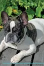 French Bulldog Affirmations Workbook French Bulldog Presents. Positive and Loving Affirmations Workbook. Includes: Mentoring Questions, Guidance, Supporting You. - Live Positivity