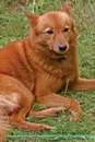 Finnish Spitz Affirmations Workbook Finnish Spitz Presents. Positive and Loving Affirmations Workbook. Includes: Mentoring Questions, Guidance, Supporting You. - Live Positivity