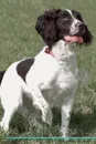 English Springer Spaniel Affirmations Workbook English Springer Spaniel Presents. Positive and Loving Affirmations Workbook. Includes: Mentoring Questions, Guidance, Supporting You. - Live Positivity