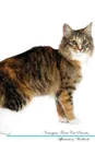 Norwegian Forest Cat Affirmations Workbook Norwegian Forest Cat Presents. Positive and Loving Affirmations Workbook. Includes: Mentoring Questions, Guidance, Supporting You. - Live Positivity