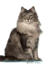 Norwegian Forest Cat Affirmations Workbook Norwegian Forest Cat Presents. Positive and Loving Affirmations Workbook. Includes: Mentoring Questions, Guidance, Supporting You. - Live Positivity