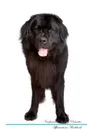 Newfoundland Dog Affirmations Workbook Newfoundland Dog Presents. Positive and Loving Affirmations Workbook. Includes: Mentoring Questions, Guidance, Supporting You. - Live Positivity