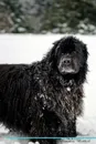 Newfoundland Dog Affirmations Workbook Newfoundland Dog Presents. Positive and Loving Affirmations Workbook. Includes: Mentoring Questions, Guidance, Supporting You. - Live Positivity