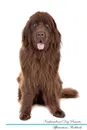 Newfoundland Dog Affirmations Workbook Newfoundland Dog Presents. Positive and Loving Affirmations Workbook. Includes: Mentoring Questions, Guidance, Supporting You. - Live Positivity