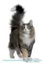 Norwegian Forest Cat Affirmations Workbook Norwegian Forest Cat Presents. Positive and Loving Affirmations Workbook. Includes: Mentoring Questions, Guidance, Supporting You. - Live Positivity