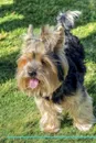 Norwich Terrier Affirmations Workbook Norwich Terrier Presents. Positive and Loving Affirmations Workbook. Includes: Mentoring Questions, Guidance, Supporting You. - Live Positivity