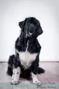 Newfoundland Dog Affirmations Workbook Newfoundland Dog Presents. Positive and Loving Affirmations Workbook. Includes: Mentoring Questions, Guidance, Supporting You. - Live Positivity