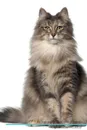 Norwegian Forest Cat Affirmations Workbook Norwegian Forest Cat Presents. Positive and Loving Affirmations Workbook. Includes: Mentoring Questions, Guidance, Supporting You. - Live Positivity