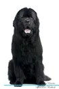 Newfoundland Dog Affirmations Workbook Newfoundland Dog Presents. Positive and Loving Affirmations Workbook. Includes: Mentoring Questions, Guidance, Supporting You. - Live Positivity