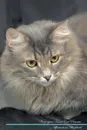 Norwegian Forest Cat Affirmations Workbook Norwegian Forest Cat Presents. Positive and Loving Affirmations Workbook. Includes: Mentoring Questions, Guidance, Supporting You. - Live Positivity