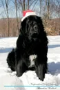 Newfoundland Dog Affirmations Workbook Newfoundland Dog Presents. Positive and Loving Affirmations Workbook. Includes: Mentoring Questions, Guidance, Supporting You. - Live Positivity