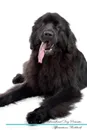 Newfoundland Dog Affirmations Workbook Newfoundland Dog Presents. Positive and Loving Affirmations Workbook. Includes: Mentoring Questions, Guidance, Supporting You. - Live Positivity