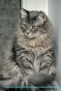 Norwegian Forest Cat Affirmations Workbook Norwegian Forest Cat Presents. Positive and Loving Affirmations Workbook. Includes: Mentoring Questions, Guidance, Supporting You. - Live Positivity