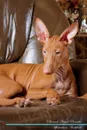 Pharaoh Hound Affirmations Workbook Pharaoh Hound Presents. Positive and Loving Affirmations Workbook. Includes: Mentoring Questions, Guidance, Supporting You. - Live Positivity