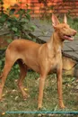 Pharaoh Hound Affirmations Workbook Pharaoh Hound Presents. Positive and Loving Affirmations Workbook. Includes: Mentoring Questions, Guidance, Supporting You. - Live Positivity
