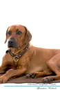 Rhodesian Ridgeback Affirmations Workbook Rhodesian Ridgeback Presents. Positive and Loving Affirmations Workbook. Includes: Mentoring Questions, Guidance, Supporting You. - Live Positivity