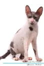 Cornish Rex Affirmations Workbook Cornish Rex Presents. Positive and Loving Affirmations Workbook. Includes: Mentoring Questions, Guidance, Supporting You. - Live Positivity