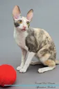 Cornish Rex Affirmations Workbook Cornish Rex Presents. Positive and Loving Affirmations Workbook. Includes: Mentoring Questions, Guidance, Supporting You. - Live Positivity
