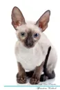Cornish Rex Affirmations Workbook Cornish Rex Presents. Positive and Loving Affirmations Workbook. Includes: Mentoring Questions, Guidance, Supporting You. - Live Positivity