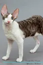 Cornish Rex Affirmations Workbook Cornish Rex Presents. Positive and Loving Affirmations Workbook. Includes: Mentoring Questions, Guidance, Supporting You. - Live Positivity