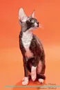 Cornish Rex Affirmations Workbook Cornish Rex Presents. Positive and Loving Affirmations Workbook. Includes: Mentoring Questions, Guidance, Supporting You. - Live Positivity