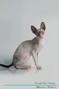 Cornish Rex Affirmations Workbook Cornish Rex Presents. Positive and Loving Affirmations Workbook. Includes: Mentoring Questions, Guidance, Supporting You. - Live Positivity