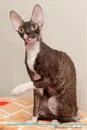 Cornish Rex Affirmations Workbook Cornish Rex Presents. Positive and Loving Affirmations Workbook. Includes: Mentoring Questions, Guidance, Supporting You. - Live Positivity