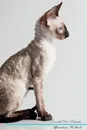 Cornish Rex Affirmations Workbook Cornish Rex Presents. Positive and Loving Affirmations Workbook. Includes: Mentoring Questions, Guidance, Supporting You. - Live Positivity
