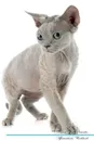 Devon Rex Affirmations Workbook Devon Rex Presents. Positive and Loving Affirmations Workbook. Includes: Mentoring Questions, Guidance, Supporting You. - Live Positivity